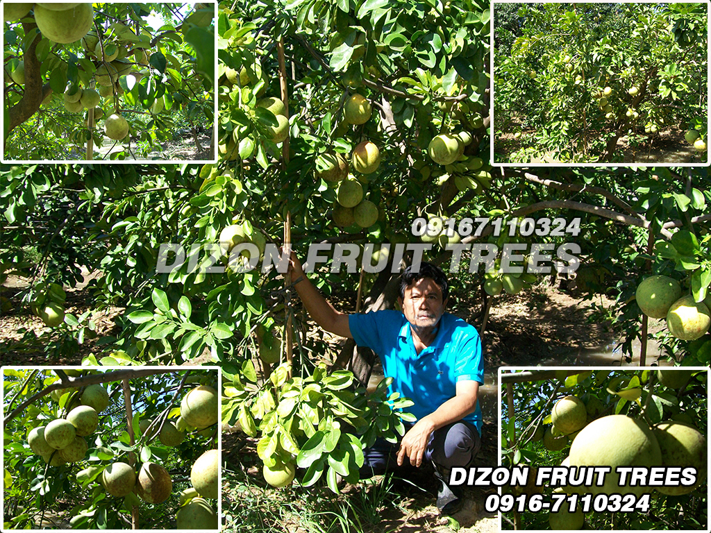 Podede frukttrær til salgs filippinene