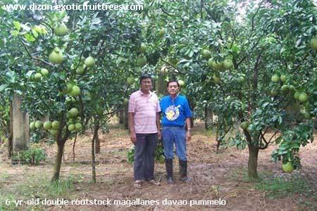 Description: Description: Description: D:\web - dizonexoticfruittrees\pummelo\img\img04.jpg