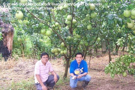 Description: Description: Description: D:\web - dizonexoticfruittrees\pummelo\img\img06.jpg